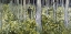 Picture of UNDERGROWTH WITH TWO FIGURES