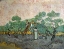 Picture of WOMEN PICKING OLIVES
