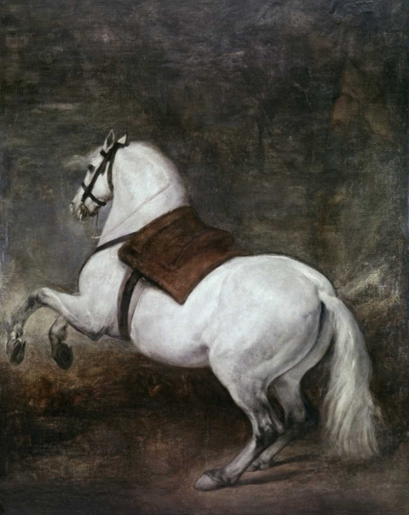 Picture of A WHITE HORSE