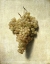 Picture of WHITE GRAPES - RAISONS BLANCS