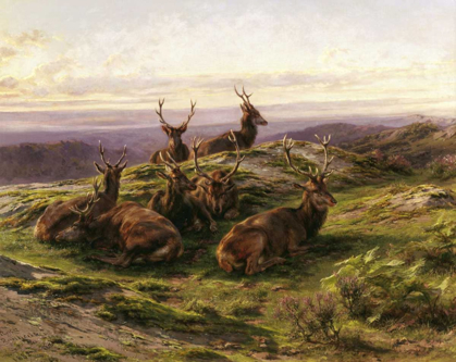 Picture of STAGS AT ROSE