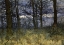 Picture of THE WOODS AT DUSK