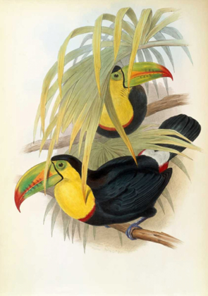 Picture of SHORT BILLED TOUCAN