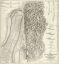 Picture of CIVIL WAR MAP OF THE SIEGE OF VICKSBURG, MISS, 1863