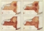 Picture of NEW YORK: RAINFALL, POPULATION, ELEVATION, TEMPERATURE, 1895