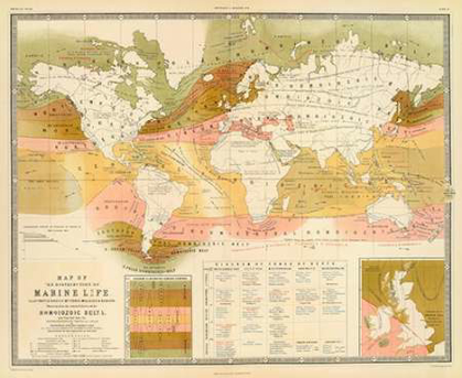 Picture of MARINE LIFE, 1854