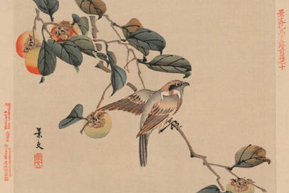 Picture of BIRD PERCHED ON A BRANCH FROM A FRUIT PERSIMMON TREE., 1892