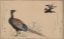 Picture of PHEASANT