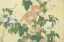 Picture of CONVOLVULUS AND TREE FROG
