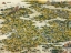 Picture of MAP OF THE TOKAIDO ROAD 1818