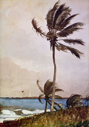 Picture of PALM TREE NASSAU