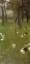 Picture of AFTER THE RAIN 1899