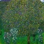 Picture of ROSES UNDER TREES 1904
