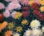 Picture of MUSEUMYSANTHEMUMS