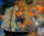 Picture of FLOWER CLOUDS