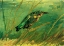 Picture of KINGFISHER