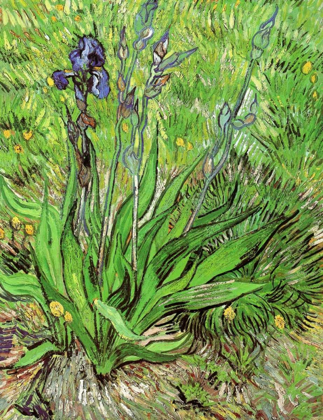 Picture of THE IRIS