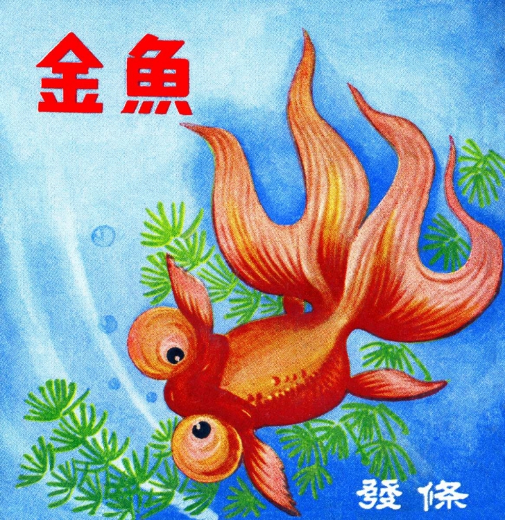 Picture of FANCY BUBBLE EYE GOLDFISH