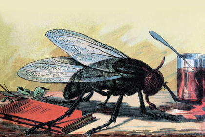 Picture of FLY