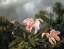Picture of JUNGLE ORCHIDS AND HUMMINGBIRDS 1872