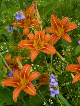 Picture of ORANGE DAYLILY WITH VIRGINIA SPIDERWORT NORTH AMERICA