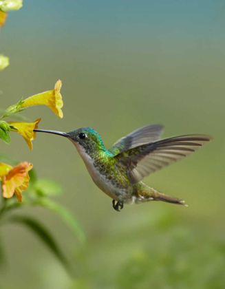 Picture of ANDEAN EMERALD HUMMINGBIRD FEEDING ON A YELLOW FLOWER, ECUADOR