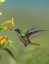 Picture of ANDEAN EMERALD HUMMINGBIRD FEEDING ON A YELLOW FLOWER, ECUADOR