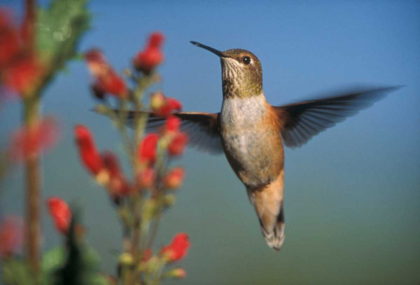 Picture of RUFOUS HUMMINGBIRD FEEDING ON THE NECTAR OF A DESERT FIGWORT NEW MEXICO