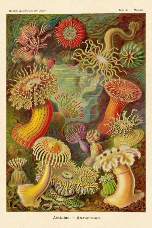 Picture of HAECKEL NATURE ILLUSTRATIONS: ACTINIAE