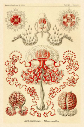 Picture of HAECKEL NATURE ILLUSTRATIONS: ANTHOMEDUSAE