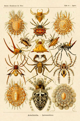 Picture of HAECKEL NATURE ILLUSTRATIONS: SPIDERS