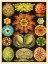 Picture of HAECKEL NATURE ILLUSTRATIONS: ASCIDIAE