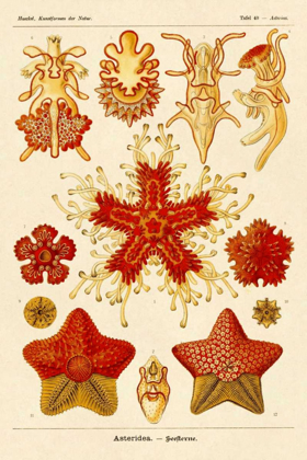 Picture of HAECKEL NATURE ILLUSTRATIONS: STARFISH