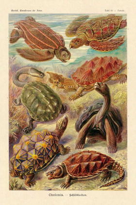 Picture of HAECKEL NATURE ILLUSTRATIONS: TURTLES