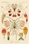 Picture of HAECKEL NATURE ILLUSTRATIONS: CRUSTACEANS
