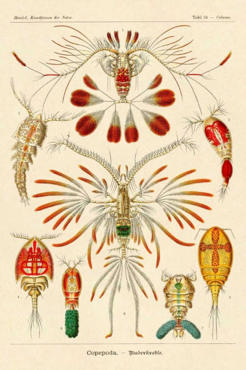 Picture of HAECKEL NATURE ILLUSTRATIONS: CRUSTACEANS