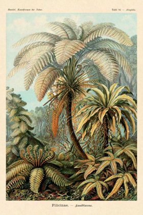 Picture of HAECKEL NATURE ILLUSTRATIONS: FERNS