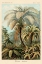 Picture of HAECKEL NATURE ILLUSTRATIONS: FERNS