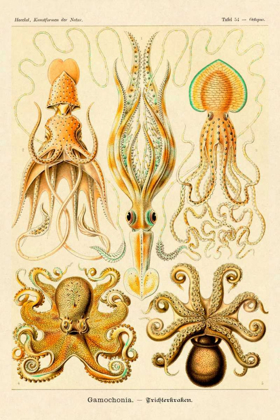 Picture of HAECKEL NATURE ILLUSTRATIONS: CEPHLOPODS