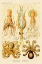 Picture of HAECKEL NATURE ILLUSTRATIONS: CEPHLOPODS