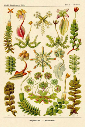 Picture of HAECKEL NATURE ILLUSTRATIONS: CORALS