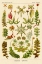 Picture of HAECKEL NATURE ILLUSTRATIONS: CORALS