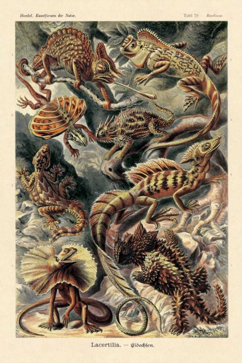 Picture of HAECKEL NATURE ILLUSTRATIONS: LIZARDS