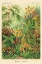 Picture of HAECKEL NATURE ILLUSTRATIONS: MUSCINAE