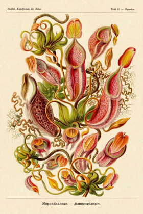 Picture of HAECKEL NATURE ILLUSTRATIONS: PITCHER PLANTS