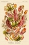 Picture of HAECKEL NATURE ILLUSTRATIONS: PITCHER PLANTS