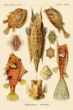 Picture of HAECKEL NATURE ILLUSTRATIONS: BOXFISH