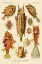 Picture of HAECKEL NATURE ILLUSTRATIONS: BOXFISH