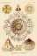 Picture of HAECKEL NATURE ILLUSTRATIONS: JELLY FISH