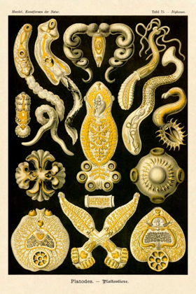 Picture of HAECKEL NATURE ILLUSTRATIONS: FLATWORMS